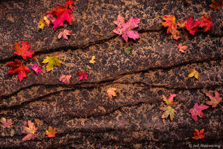 Mapple Leaves on Wet Sandstone