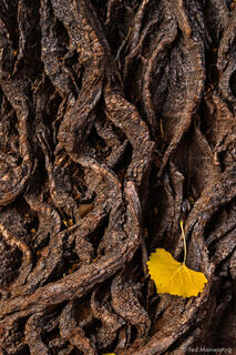 Yellow Leaf on Tree Bark