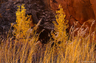 Grasses Along Wall