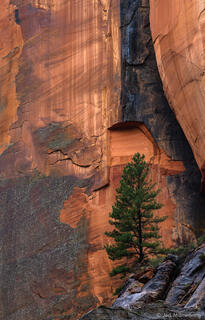 Lone Tree and Sandstone Wall