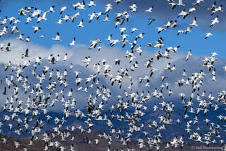 Snow Geese In Flight