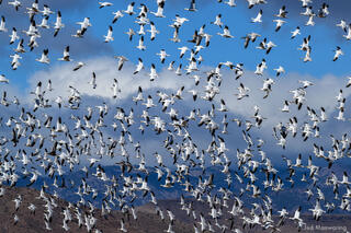 Snow Geese Liftoff