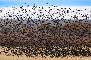 Red-winged Blackbirds Take Flight