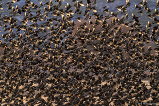 Swarm of Red-winged Blackbirds
