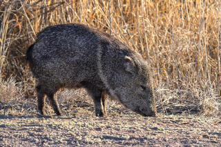 Javalina