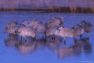 Sandhill Cranes Sleeping