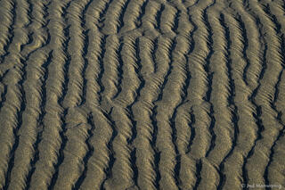 Beach Lines