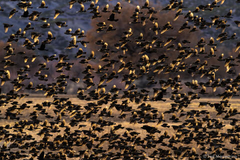 Wildlife